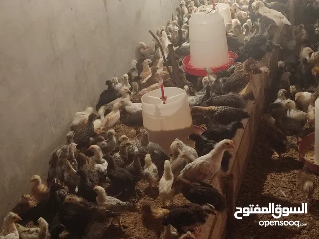 كتكوت عربي
