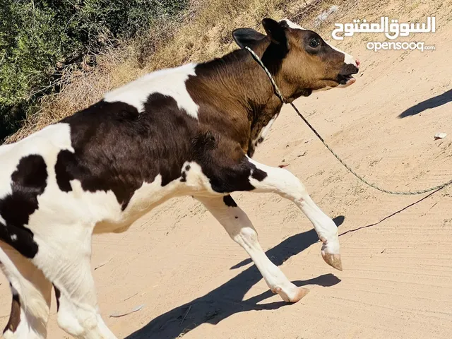 عجلات للبيع في جنزور