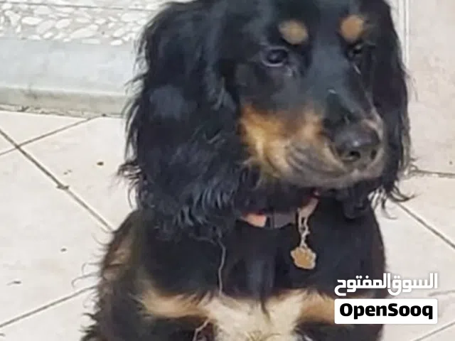 Adorable female cocker small puppies 4 months