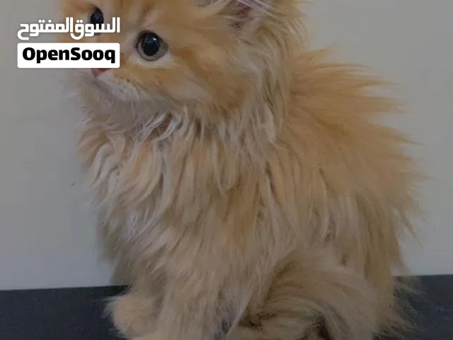 قطه شيرازي انثى العمر شهرين ب 20 الف