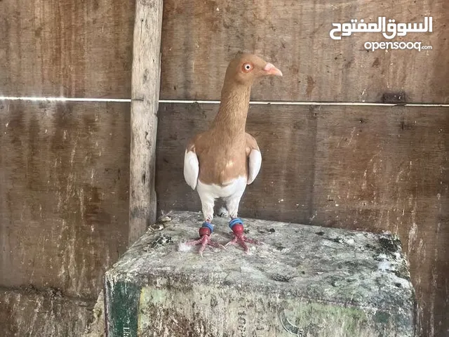 7 حبات طيور حمام للبدل على كنارات او بيع بسعر حررررررق