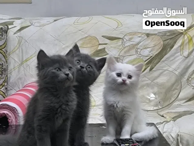 3 cute kittens for sale ثلاثة قطط صغيرة لطيفة للبيع