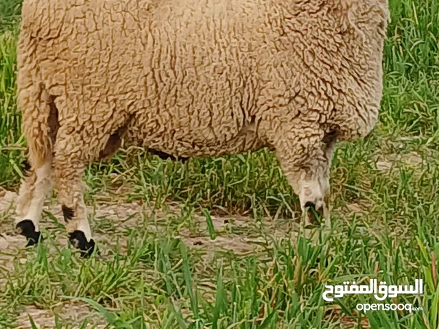 إعلان بيع أغنام غربي طريق الفحص