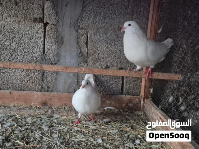 حمام لاحم للبيع زواج وفروخ