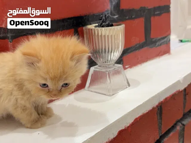 قطه هملايا