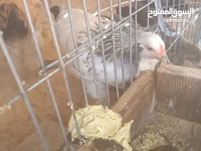 دجاج براهما