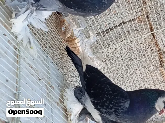 نتايه مصوقرة قعمازة