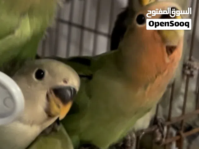 طيور لوفبيرد