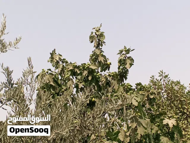 قص وتقليم الأشجار وترتيب الحدائق  ورش الاشجار المثمرة والنباتات