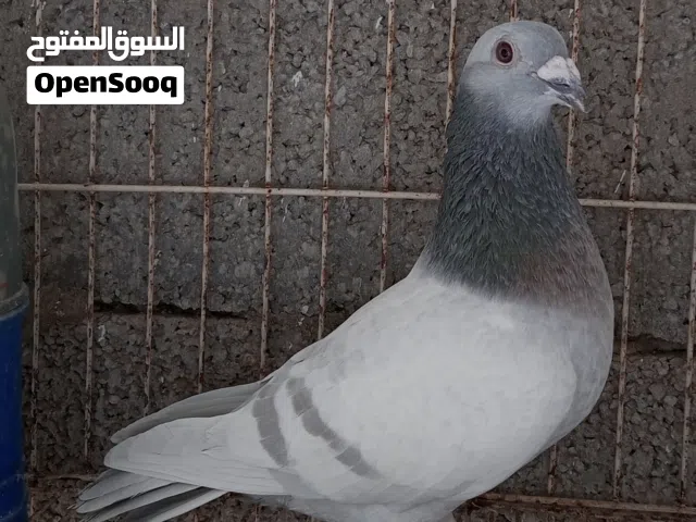 ذكر زاجل ايس
