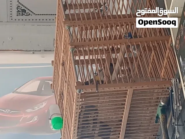 السلام عليكم بلبل مال فاو