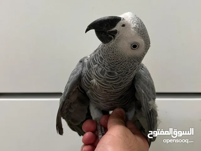 For Sale Trained African Grey Parrot