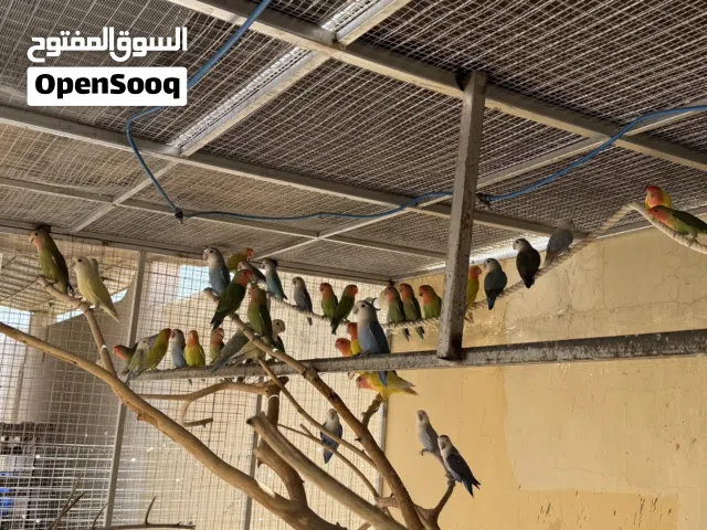 بيع روز منتجات