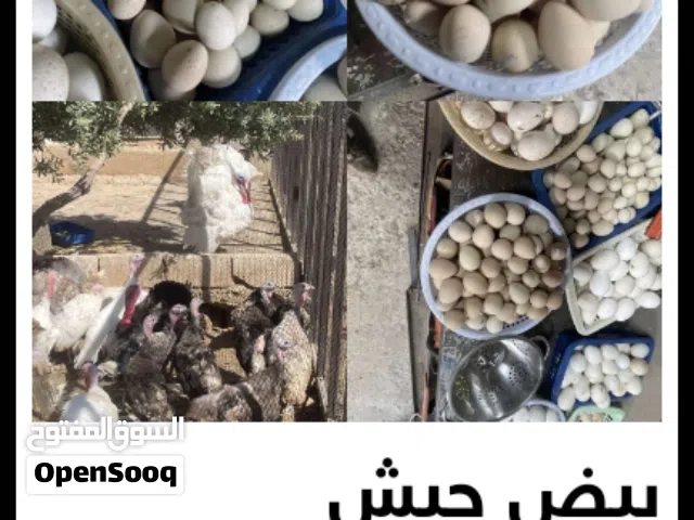 اين يوجد بيع بيض بلاستيكي