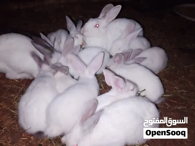 موجود ارانب الفرنسيه