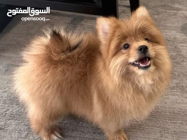 Pomeranian Mix