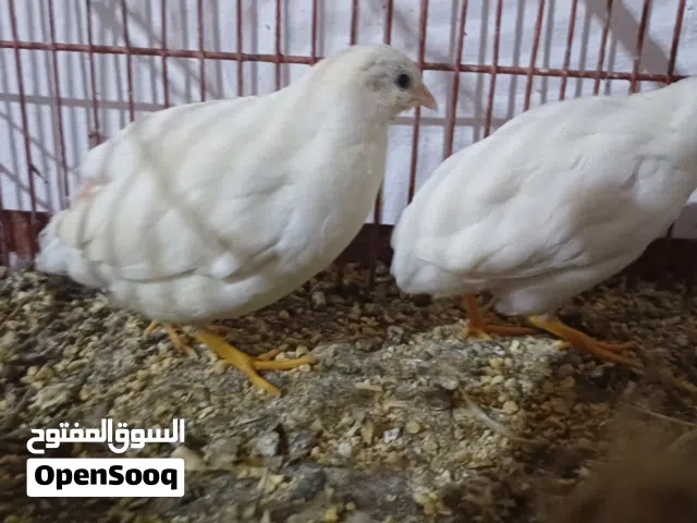 كوبية سمان صيني قزمي