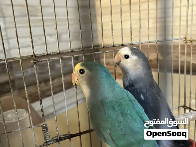 كوبيه ربي يبارك للبيع