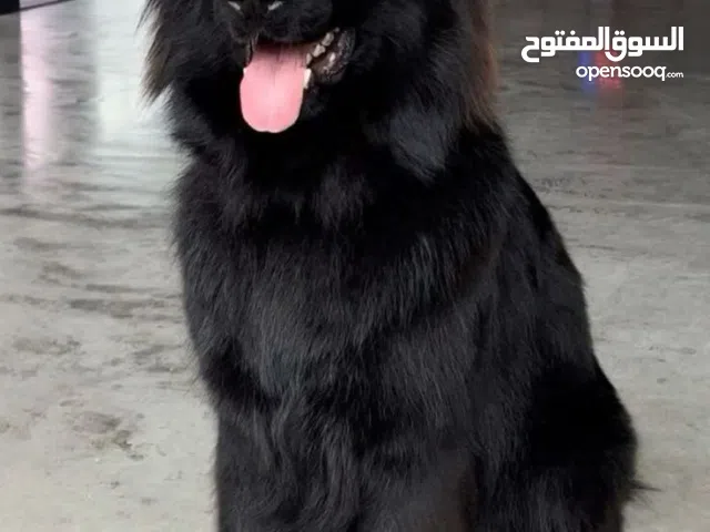 مطلوب كلب لتبني