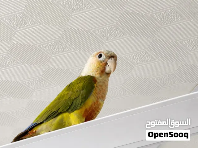 كنيور للبيع