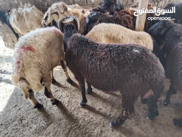 ضانى ماعز عجول بلدى من الصعيد