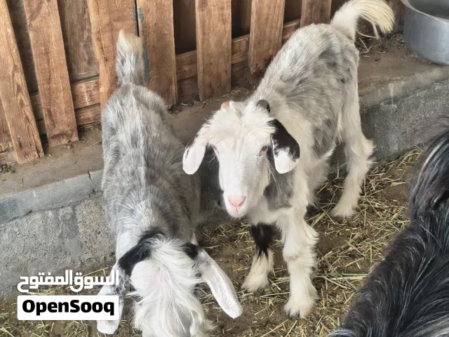 عنوز رحبيات اصل للبيع