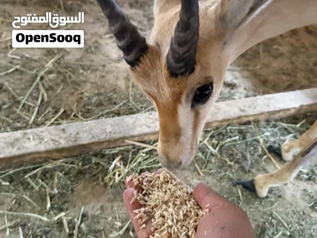 جدي ريم انتاج حضيره