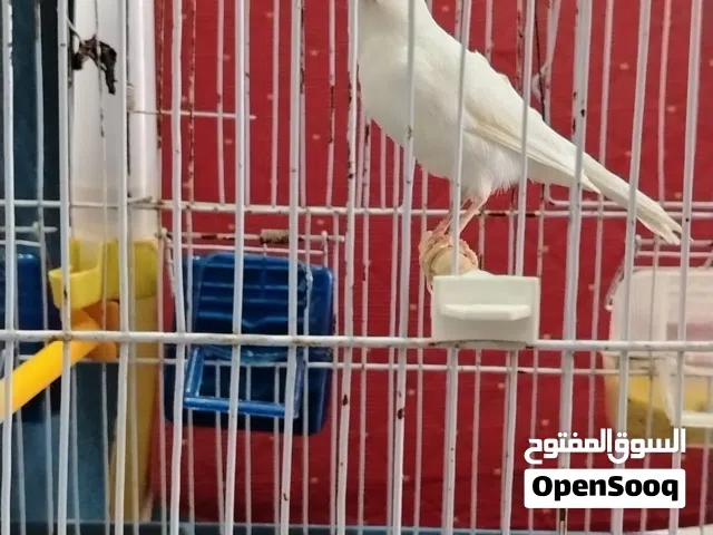 انتي كناري