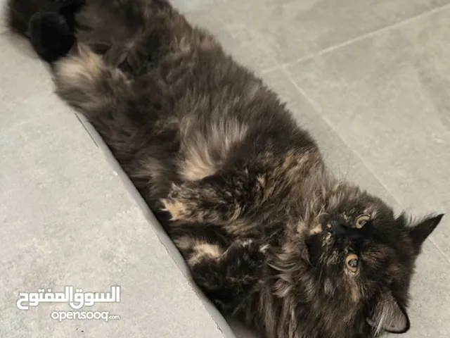 قطه شيرازيه للتبني انثى عمرها سنه