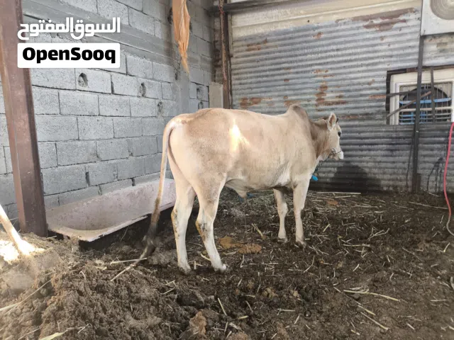 عجول لبيع سمان كلش