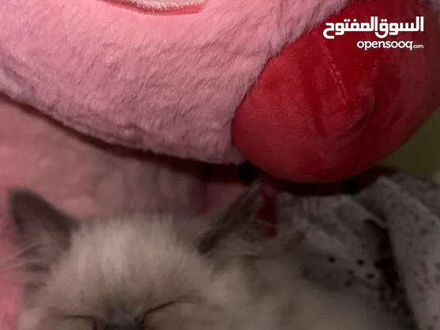 قطه هملايا تحب لعب وحركه سبيع بيت لا يوجد لها مكان وليس لي قدره لاغراضها