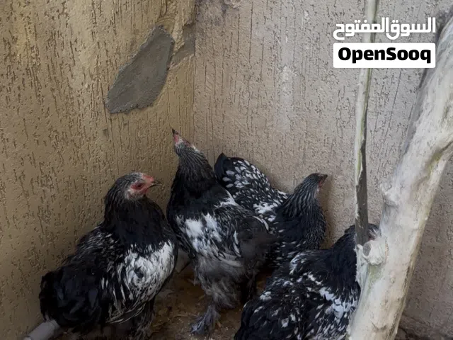 براهما ربي يبارك