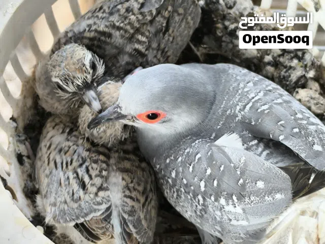 اليمام الماسي Diamond dove