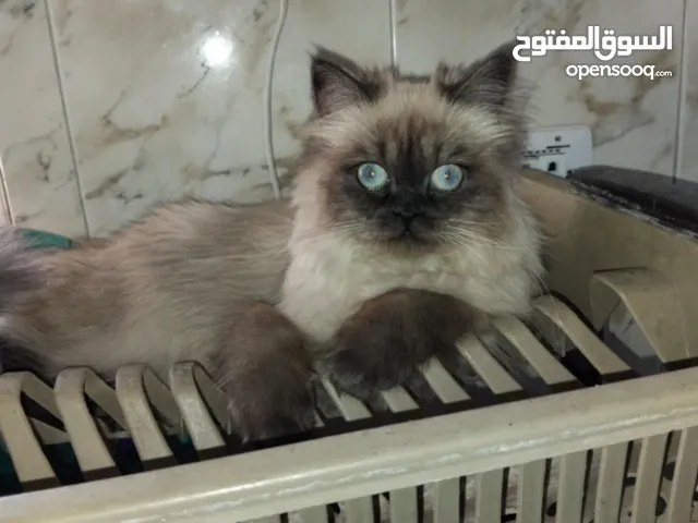 قطه هيمالايا مع ابناءها