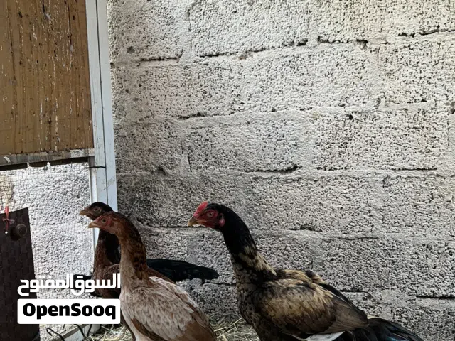 اللبيع ديك واحد وثلاث دجاج