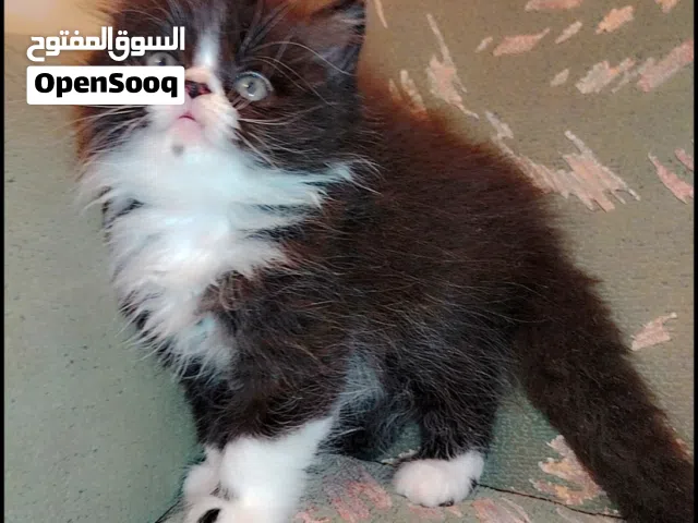 قطط للبيع المكان طرابلس
