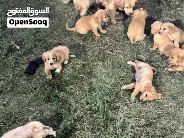 جراء لولو فوكس للبيع العمر شهرين لعوبات ونشطات وكياته فوول