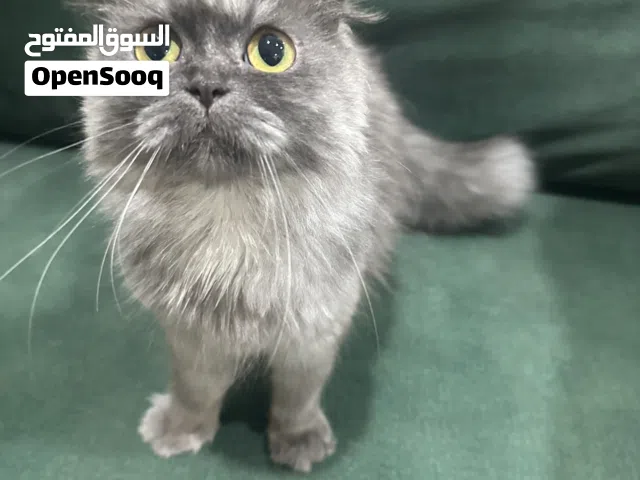 قطه نظيفه للتبني