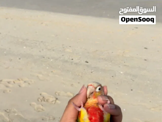 للبيع : باينبل كنيور ( اليف )