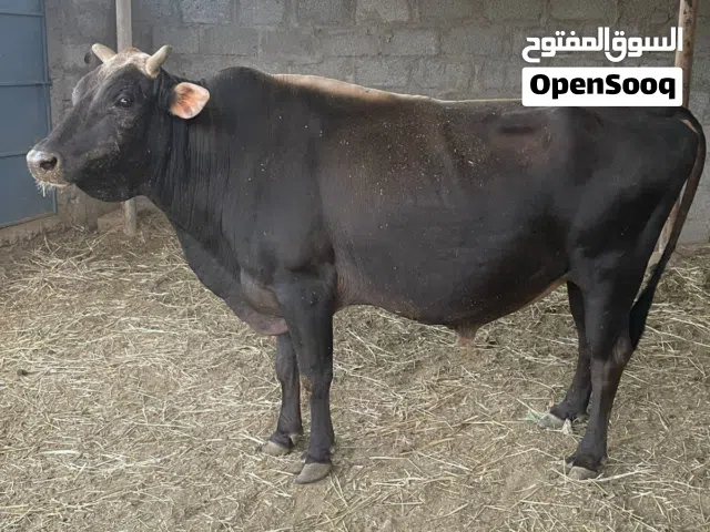 ثور عماني مطعوم طعام الدار