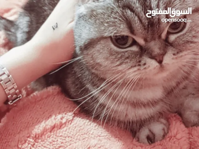 قطه للبيع سكوتش
