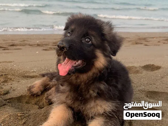 جيرمن شو لاين بيور