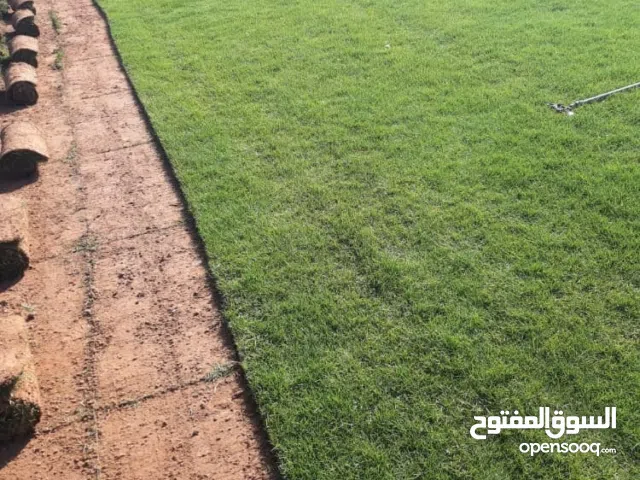 عشب طبيعي امريكي جوده عاليه