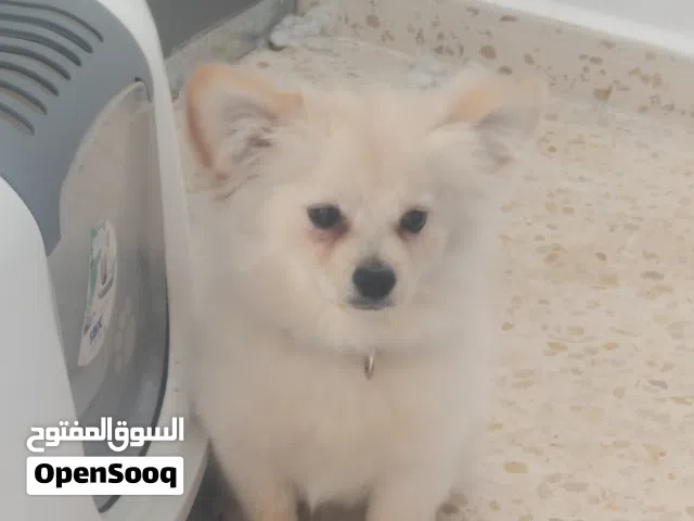 بومارينيان العمر 5 اشهر