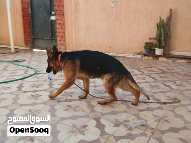 جيرمن شورت هير ربي ايبارك عمره 8شهور