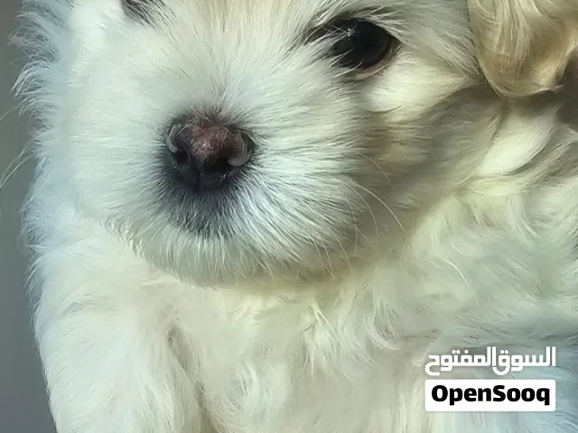 maltese puppies