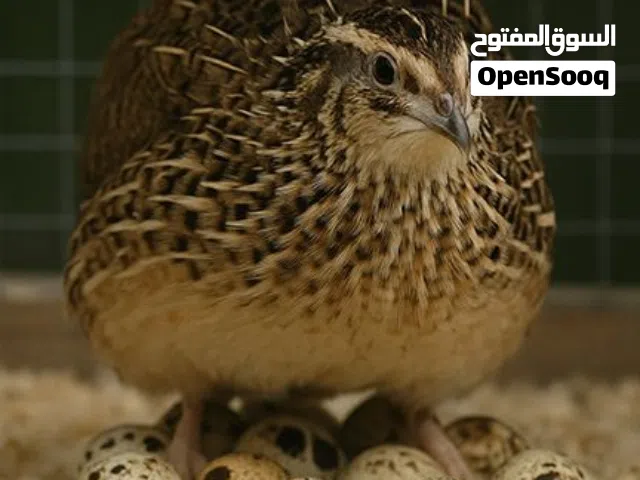 يتوفر بيض سمان او فري مخصب وللمائدة وللعلاج بيض من مزرعتنا طازج وبنسبة تخصيب عالية جدا ومكفول
