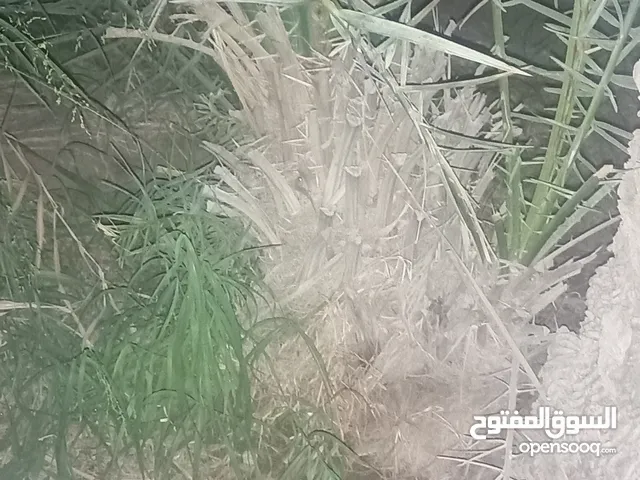 صرم للبيع تواصل على الرقم واتساب تفسيرات