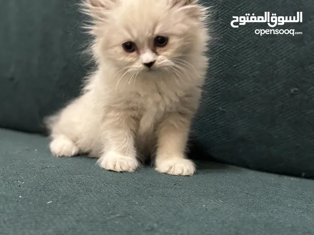 قطط عمرها شهرين للبيع مكس هيمالايا و بريتيش