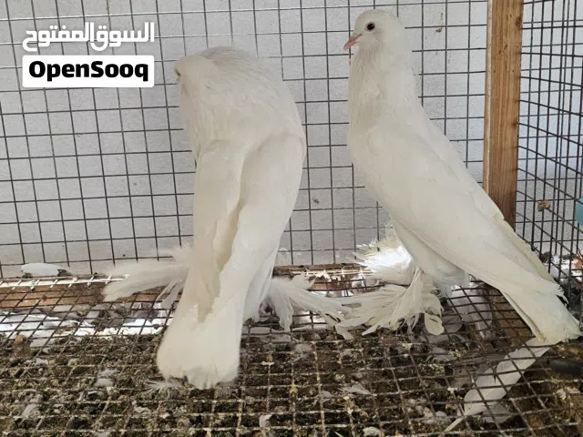للبيع حمام نفاخ
